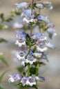 Penstemon Royalty Free Stock Photo