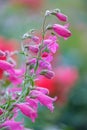 Close-up of penstemon schoenholzeri or penstemon firebird blooming in springtime Royalty Free Stock Photo