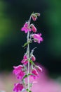 Close-up of penstemon schoenholzeri or penstemon firebird blooming in springtime Royalty Free Stock Photo