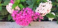 Close-up of pentas lanceolata or centaurium erythraea bushes with red flowers. Royalty Free Stock Photo