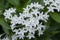 Close-up of Pentas lanceolata, small white flowers are blooming in the tropical garden Royalty Free Stock Photo