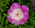 A close up of Peony Cora Stubbs pink flower Royalty Free Stock Photo