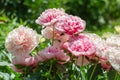 Paeonia Etched Salmon in garden