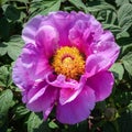 Close-up peony flower in botanical garden Royalty Free Stock Photo