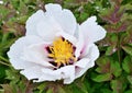 Close-up peony flower in botanical garder Royalty Free Stock Photo