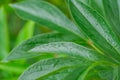 Close up of peony leaves after the rain. Green foliage background. Water drops on leaf Royalty Free Stock Photo