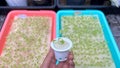 Close up people hold nursery pot with hydroponics plant in home garden