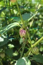 Close up of Pepinos in an early stage of growth in a garden