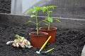 Close-up of pepper seedlings, garden gloves and tools. Planting plants in the open ground in spring