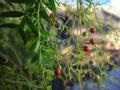 Close up of pepper tree with green and pink fruits. Royalty Free Stock Photo