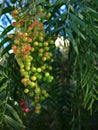 Close up of pepper tree with green and pink fruits. Royalty Free Stock Photo