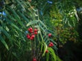 Close up of pepper tree with green and pink fruits. Royalty Free Stock Photo