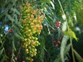 Close up of pepper tree with green and pink fruits. Royalty Free Stock Photo