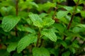 Close up Peppermint or Kitchen Mint growing in the garden at home for food menu or organic drinks. Royalty Free Stock Photo