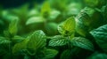 A close up of Peppermint plant in plantation