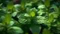 Close up of Peppermint plant in plantation