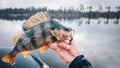 Close-up perch in the hand of a fisherman Royalty Free Stock Photo