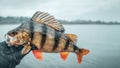 Close-up perch in the hand of a fisherman Royalty Free Stock Photo