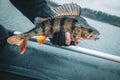 Close-up perch in the hand of a fisherman Royalty Free Stock Photo