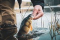 Close-up perch in the hand of a fisherman Royalty Free Stock Photo