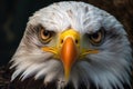 close-up of a perched bald eagle, eyes sharply focused