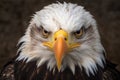 close-up of a perched bald eagle, eyes sharply focused