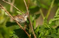 Close-up of a perched Common whitethroat juvenile