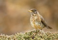 Close-up of a perched Falkland thrush