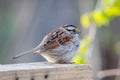 Close up of a perched White-throated sparrow Zonotrichia albicollis during sping.