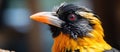 Close up of a perching bird with red eyes, yellow and black feathers Royalty Free Stock Photo
