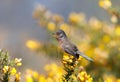 Close up of a perching Dartford warbler in a gorse bush Royalty Free Stock Photo