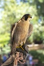 Close up of peregrin falcon perching on a handlers arm Royalty Free Stock Photo