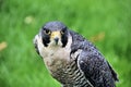 A close up of a Peregrine Falcon Royalty Free Stock Photo