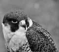 A close up of a Peregrine Falcon Royalty Free Stock Photo