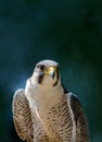 Close up of a peregrine falcon Royalty Free Stock Photo