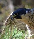 Perched Peregrine Falcon