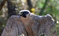 Perched Peregrine Falcon