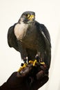 Close-up of peregrine falcon on falconry glove