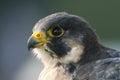 Close-up of peregrine falcon head facing left Royalty Free Stock Photo