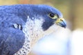 Close-up of peregrine falcon Royalty Free Stock Photo