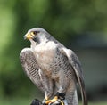 Close up of a Peregrine Falcon Royalty Free Stock Photo