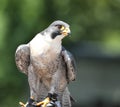 Close up of a Peregrine Falcon Royalty Free Stock Photo