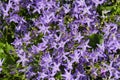 Close up of a mass of purple campanula flowers