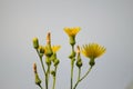 Closeup of perennial sowthistle flowers and buds on blue sky