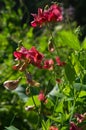 Close up of Perennial sweet pea flowers, Derbyshire England