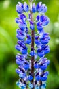 Close up of perfect blue lupin flowers. Royalty Free Stock Photo