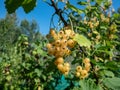 Ripe white currants (ribes rubrum) growing on the single branch with green vegetation background Royalty Free Stock Photo
