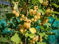 Ripe white currants (ribes rubrum) growing on the single branch with green vegetation background Royalty Free Stock Photo
