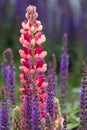 Close up of perfect, stunning pink and red lupin flower with green foliage in background. Royalty Free Stock Photo