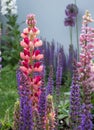 Close up of perfect, stunning pink and red lupin flower with green foliage in background. Royalty Free Stock Photo